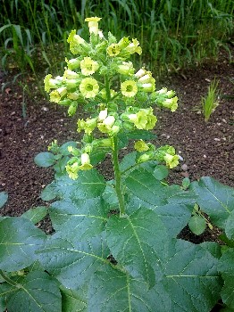 Nicotiana Rustica